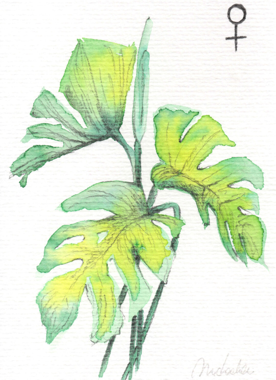 Soul Plants